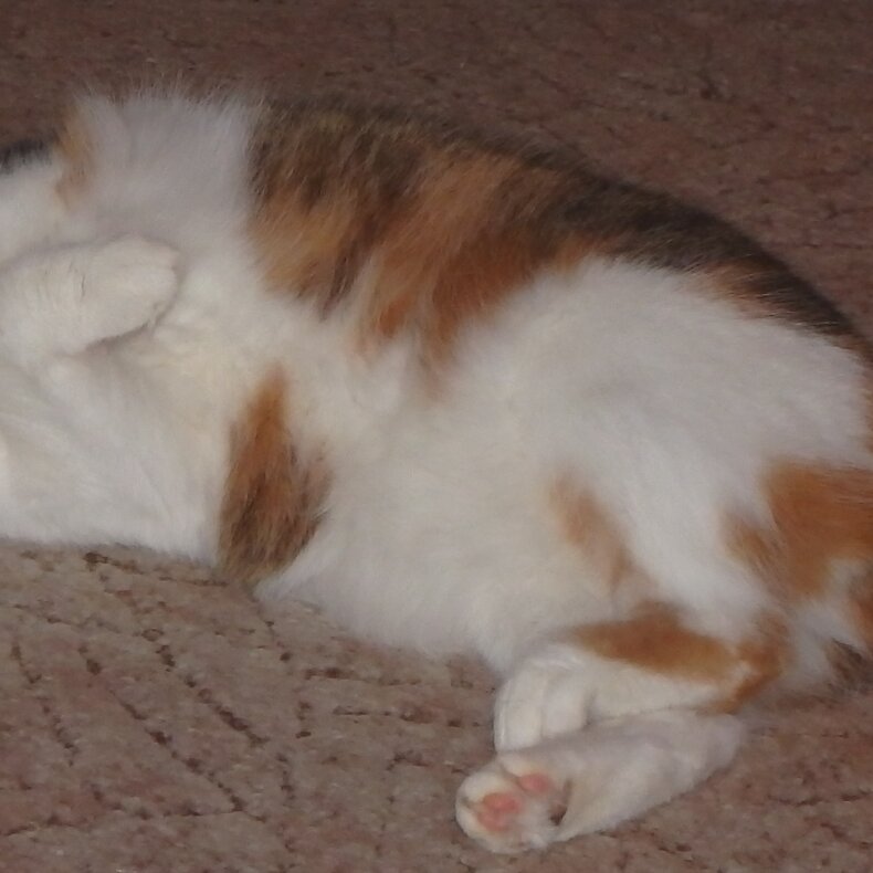 Má první láska Mia / narozena 2012 září /" Seznámila jsem se s pánem co doma chová lva,původně jsem se jela podívat na něj.Kolem nás běhala spousta kočiček a jen jedna tříbarevná... Zablešená se svrabem v uších... Myslíte, že jsem odolala ? Ne. Prob